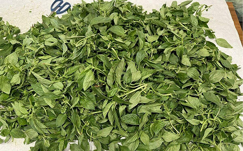 韭菜花、九層塔都中標！北市最新「農藥殘留」名單曝