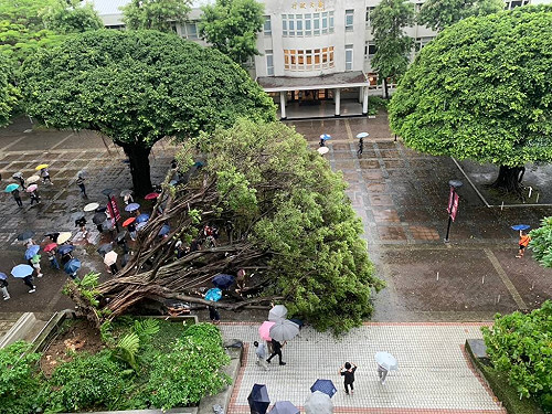逢甲大學老榕樹倒4傷  1人意識不清送醫