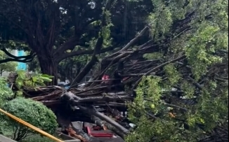 逢甲大學樹倒壓死男碩一生 台中市府派員協助家屬治喪