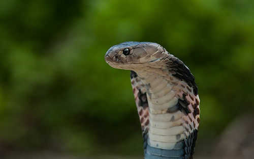 眼鏡蛇繁殖期大爆發！台南2個月抓逾250隻　專家2建議防入侵