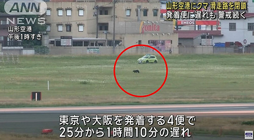 山形縣機場有熊！今二度現蹤　跑道關閉造成航班停飛