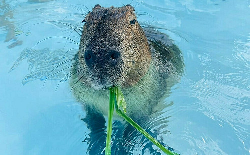墾丁動物農場2水豚疑遭毒殺！園區怒斥：一定追查到底