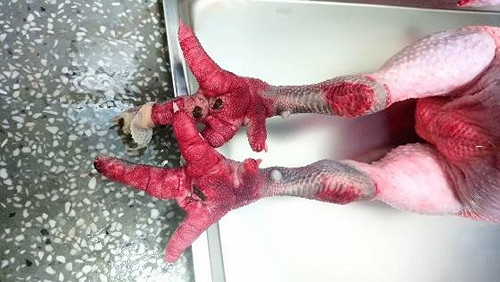 家禽市場染禽流感雞隻  屠體全銷毀