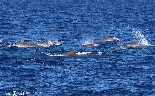 30 隻朗氏喙鯨首度現蹤台海 創下歷來首次海上觀察記錄