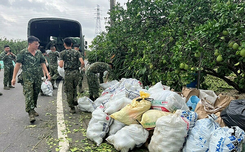 麻豆文旦受損嚴重國軍支援清運落果  黃偉哲：加速核撥農損補助