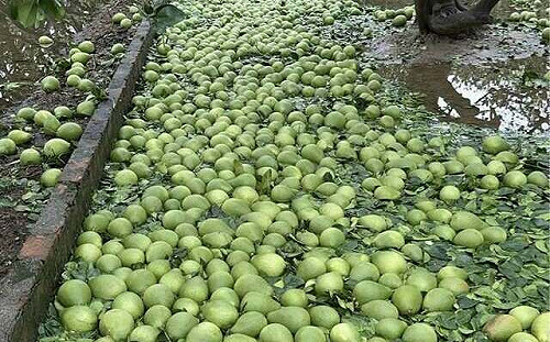 丹娜絲颱風農損逾25億 台南災情最慘重.香蕉成最大受災作物