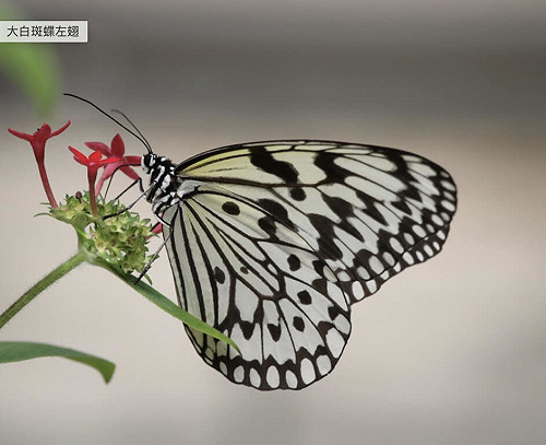 男到台北市立動物園偷蝴蝶及豆娘  北檢起訴