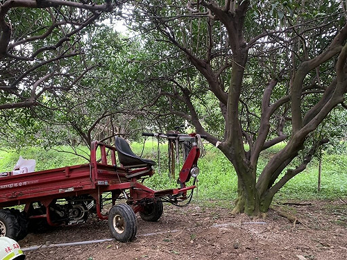 整理果園釀悲劇  苗栗三灣老農遭夾困果樹送醫不治