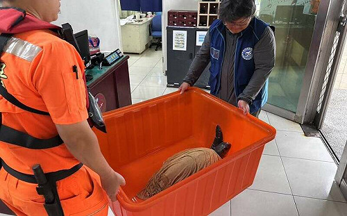 又有欖蠵龜受困「廢棄漁網」！海巡署澎湖緊急救援