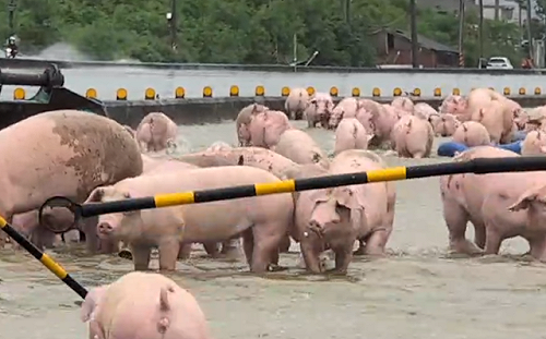 豬農欲哭無淚！雨水倒灌淹水2米深   3500頭豬存活不到100頭  