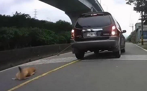 飼主疏忽將狗綁車後一路拖行！動保處祭重罰並列終身黑名單