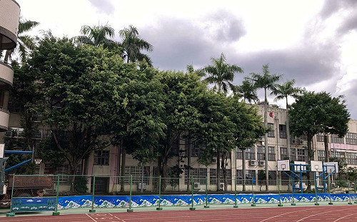 金華國中為蓋風雨操場砍32樹  北市府認未達保護標準  護樹團體調空照圖籲暫緩