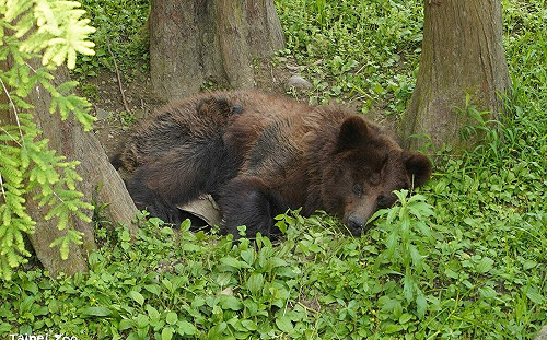 棕熊「小喬」病況惡化  台北動物園啟動安寧照護評估