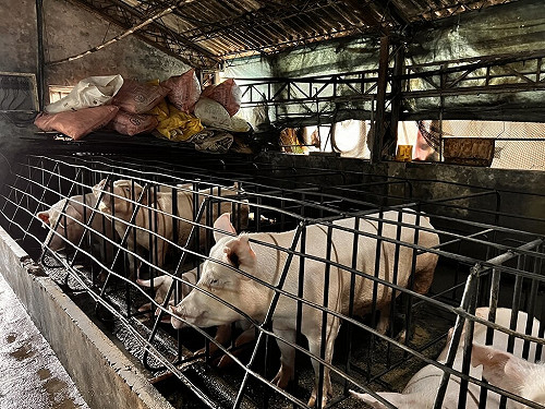 毛豬供應吃緊 宜蘭200攤本週休4日