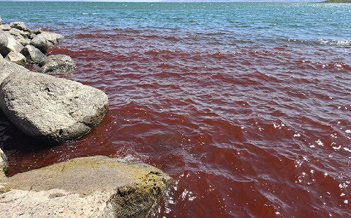 (影)「聖經預言成真？」以加利利海驚變血紅 網驚喊末日臨近 官方曝真相