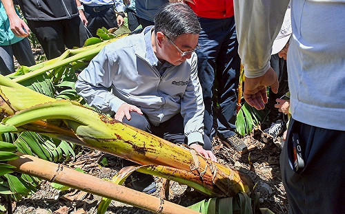 卓揆赴台東視察農產災情 楊柳颱風災損可認定：全力協助災後重建