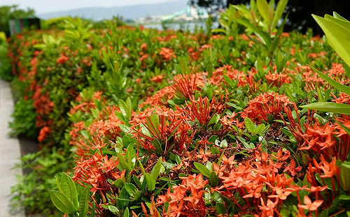 河濱公園輕旅行！「紅繡球」熱烈盛開   火紅花海拍不完