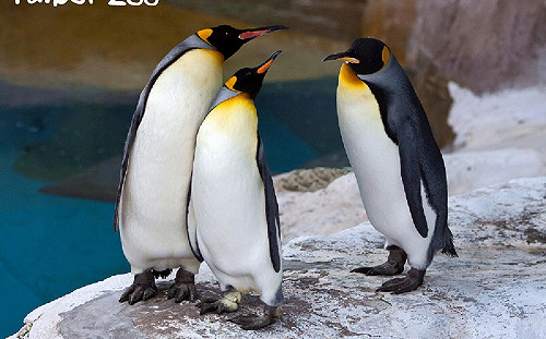 動物也有班表！14國王企鵝輪流出勤