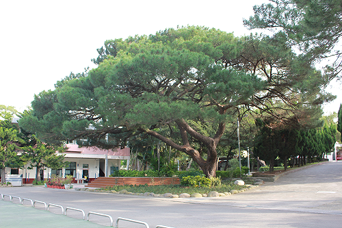 斗煥國小百年琉球松樹群染病  樹醫師出馬搶救