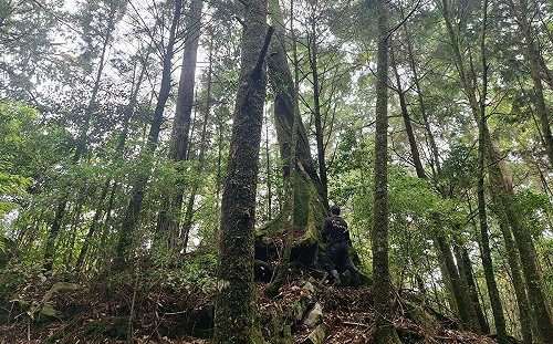 進行危木處理！8/25-29大雪山遊客中心至小神木路段封閉