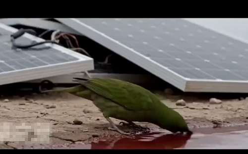 光電板紅色廢水小鳥一喝就暴斃 影片瘋傳引恐慌！事實查核平台揭露真相