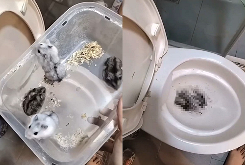 女子拍片炫耀虐鼠！10隻活倉鼠遭丟馬通沖走   網怒通報動保團體