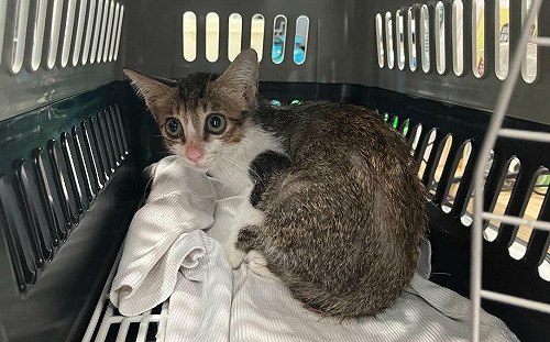 幼貓誤踩「黏鼠板」險喪命！動保處救援協助找到新歸宿