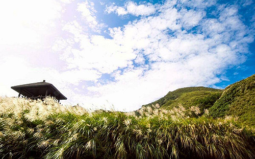 秋日限定！草嶺古道芒花季11月開跑 銀白花浪邀你漫步山谷