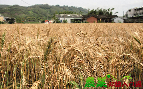 急赴美換免關稅？農業部澄清：為深化台美農產品貿易合作