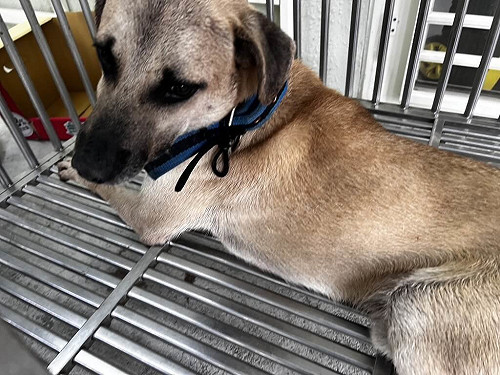 基隆郵差送信被惡犬咬斷指　飼主將遭罰1.5萬元