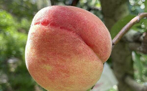 善用次級品讓梨山水蜜桃再進化  搶攻茶飲甜點市場