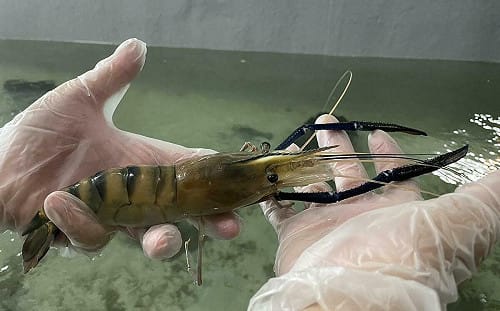 中國爆出現「蝦傳人病毒」害失明！疾管署：台灣生鮮無風險