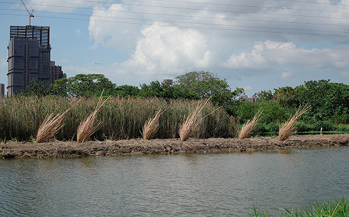 東北季風減弱、雲量少 鄭明典一張圖示警：留意日夜溫差