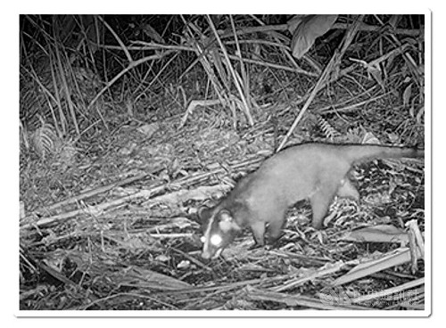 治洪納自然解方　食蟹獴現蹤、國寶魚棲地變友善
