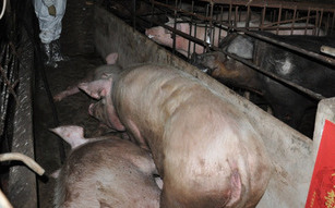 防檢局：屏東縣出現口蹄疫個案