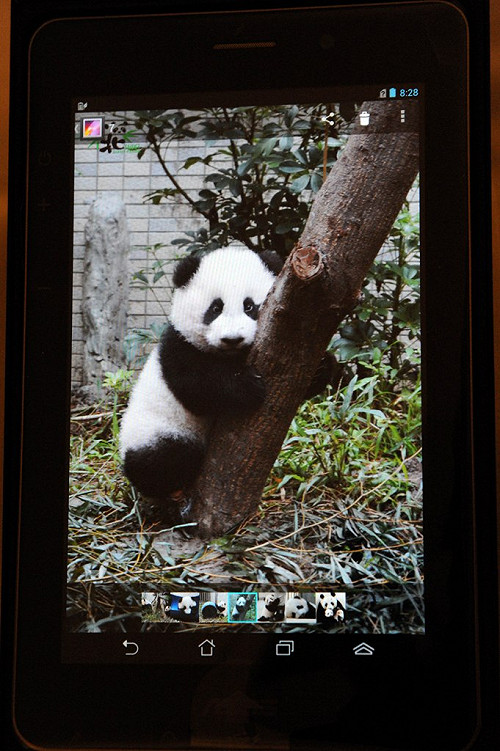 紅到瓜國！郝龍斌把「圓仔」藏平板出訪