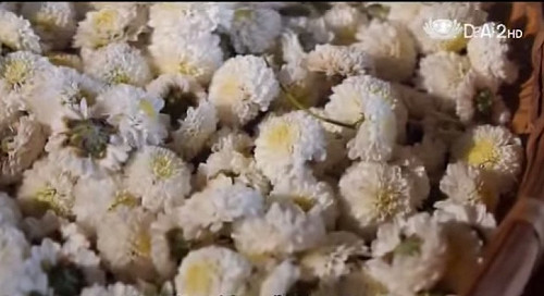 白菊花來源交待不清 高市開罰業者