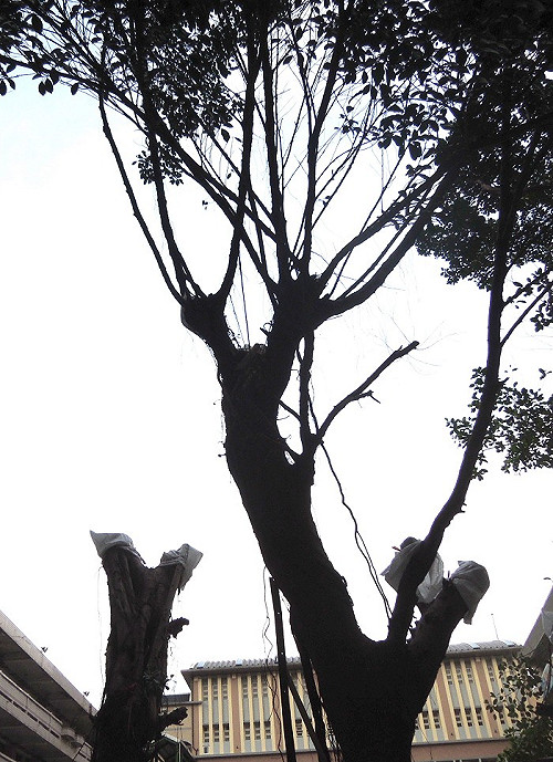 包商過度修剪校樹  新北重罰18萬元