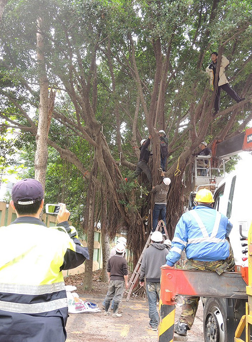 江翠護樹事件  綠議員砲轟新北市府粗暴