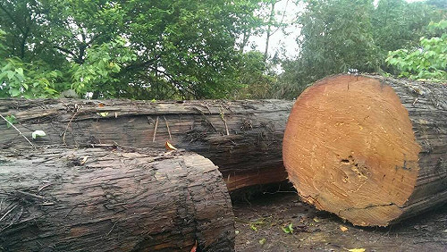 盜伐嚴重 童子賢：漂流木應屬國家財產