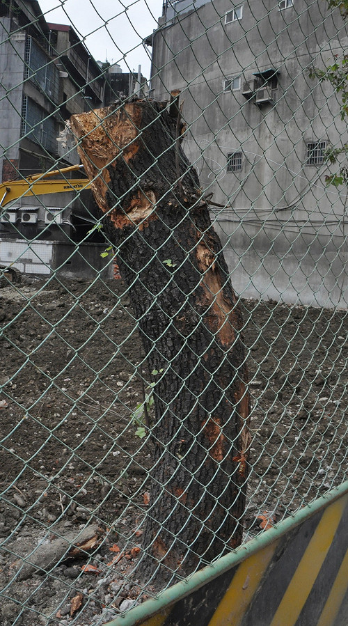 「新北綠家園專案」成為槭樹的墓誌銘