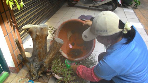 積水孳生病媒蚊 高市6戶各處1.5萬元最高罰