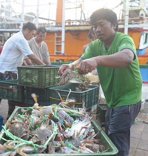 新北萬里蟹搶鮮  週五漁港卸貨限時賣