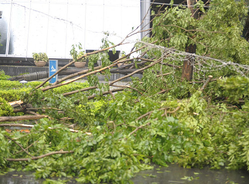 蘇力襲台  新北市3112株路樹傾倒