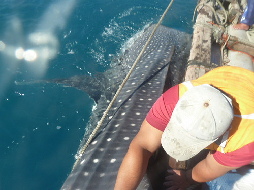 鯨鯊誤闖太麻里漁場 產官學三方協助脫困