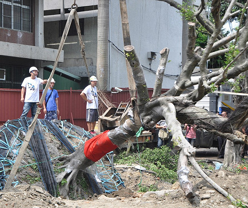 新北執行江翠移樹計畫  傳官員遭恐嚇