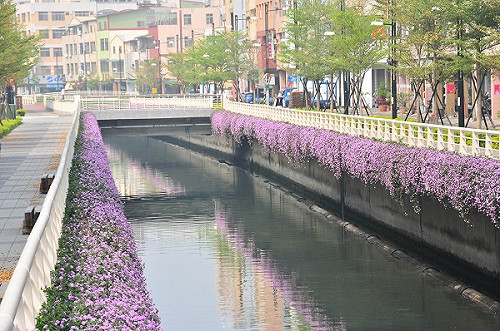 蔓馬纓丹花滿枝頭 高雄風貌繽紛美麗