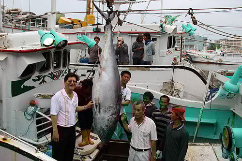 第一鮪來了！ 屏縣府5/2拍賣
