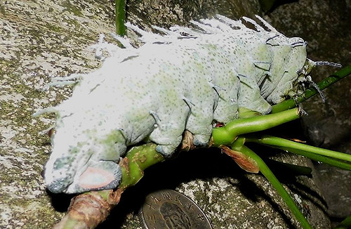 台灣最胖、最長毛毛蟲  看過嗎？