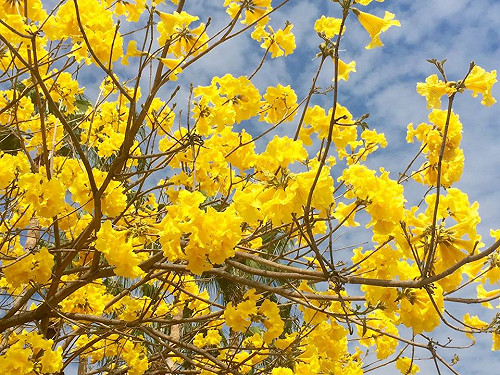 「再回來的幸福」 賴清德推介黃花風鈴木